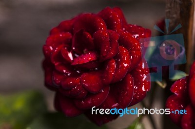 Macro Photo Of A Rose With Water Droplets Stock Photo