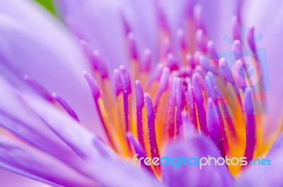 Macro Pollen Of Purple Lotus ( Nymphaea Nouchali ) Stock Photo