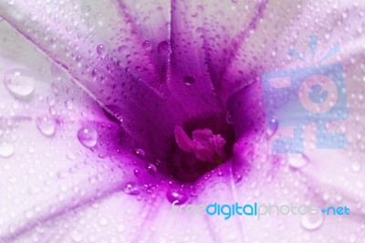 Macro Purple Flower With Bubble On Blurred Background Stock Photo