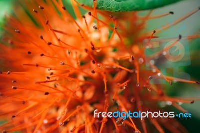 Macro Red Calliandra Haematocephala Flower After Rain Drop Stock Photo