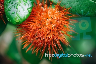 Macro Red Calliandra Haematocephala Flower After Rain Drop Stock Photo