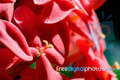 Macro Red Ixora Un Der Sun Light Stock Photo