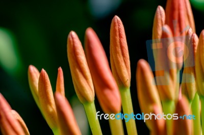 Macro Red Ixora Under Sun Light Stock Photo