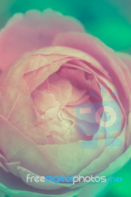 Macro Shot Of Beautiful Pink Rose. Vintage Picture Style Stock Photo