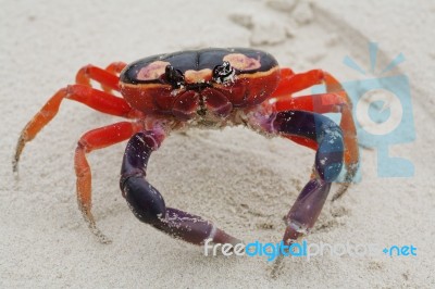 Macro Shot Of Halloween Crab In The Sand Stock Photo