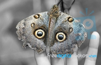 Macro Shot Of Owl Butterfly (caligo) Stock Photo