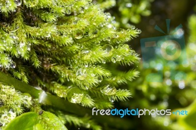 Macro Water Drop On Plant In Nature Stock Photo