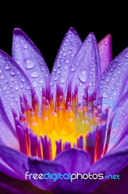 Macro Yellow Carpel Of Purple Lotus Flower Stock Photo