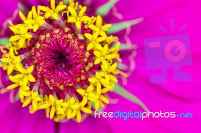 Macro Yellow Carpel On Pink Petals Stock Photo