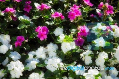 Madagascar Periwinkle (catharanthus Roseus) Growing In Las Vegas… Stock Photo