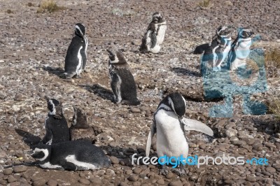 Magellanic Penguins At Natural Protected Area Punta Tombo, Chubu… Stock Photo