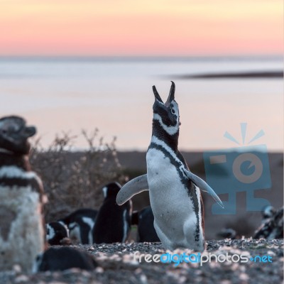 Magellanic Penguins, Early Morning At Punto Tombo, Patagonia, Ar… Stock Photo