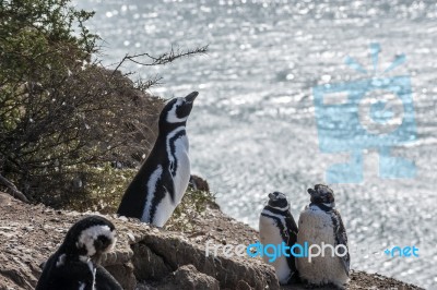 Magellanic Penguins, Very Early Morning At Natural Protected Are… Stock Photo