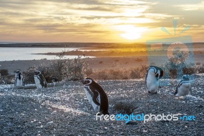 Magellanic Penguins, Very Early Patagonian Golden Morning Stock Photo