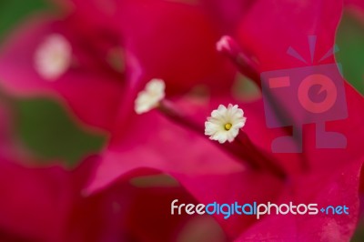 Magenta Bougainvillea Flowers Stock Photo