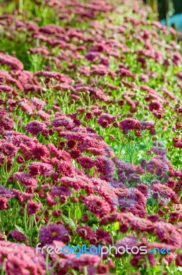 Magenta Chrysanthemum Morifolium Flowers Farms Stock Photo