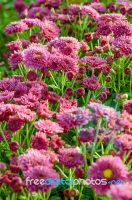 Magenta Chrysanthemum Morifolium Flowers Farms Stock Photo