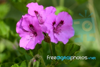 Magenta Hibiscus Flower Blooming In Calahonda Stock Photo