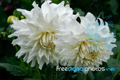 Magnificent Pair White Dahlias On Display At Butchart Gardens Stock Photo