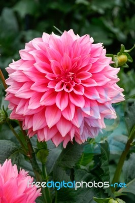 Magnificent Pink Dahlia Stock Photo