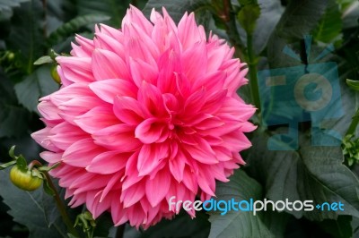 Magnificent Pink Dahlia On Display At Butchart Gardens Stock Photo