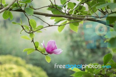 Magnolia Stock Photo