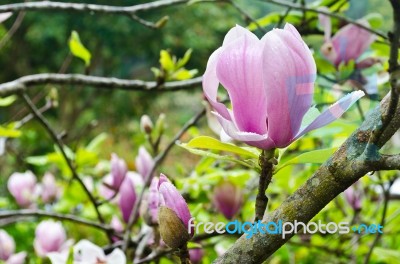 Magnolia Soulangeana Flowers Stock Photo