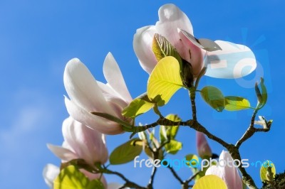 Magnolia Tree Flowering Stock Photo