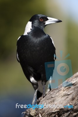 Magpie Stock Photo