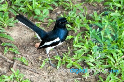 Magpie Stock Photo