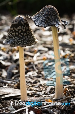 Magpie Fungus Or Coprinus Picaceus Stock Photo