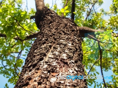 Mahogany Tree Stock Photo