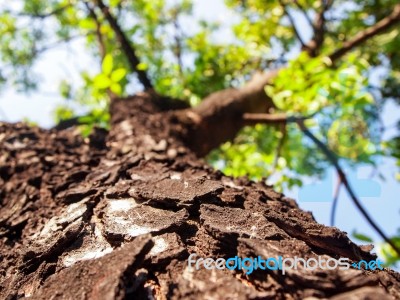 Mahogany Tree Stock Photo