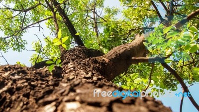 Mahogany Tree For Background Stock Photo