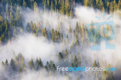 Majesty Of Nature, Misty Coniferous Forest At Sunrise. Morning I… Stock Photo