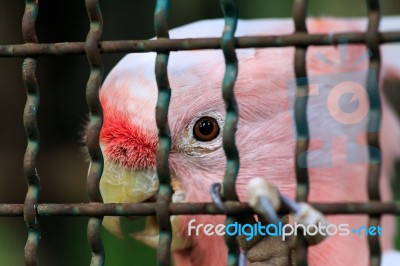 Major Mitchell Cockatoo Behind Cage Stock Photo