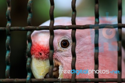 Major Mitchell Cockatoo Behind Cage Stock Photo