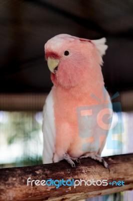 Major Mitchell's Cockatoo Stock Photo