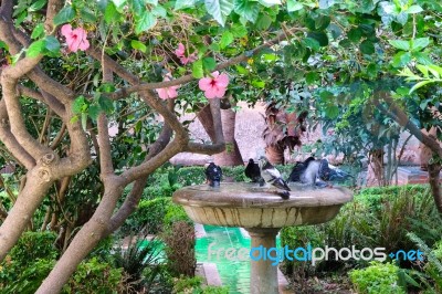 Malaga, Andalucia/spain - July 5 : View Of The Gardens Outside T… Stock Photo