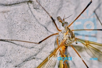 Malarial Mosquitoes On The Wall Stock Photo