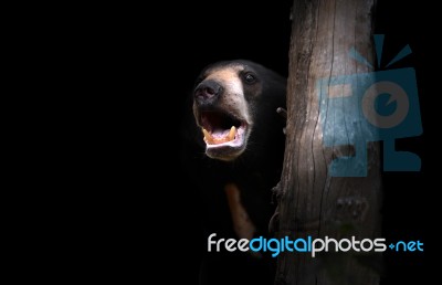 Malayan Sunbear Stock Photo