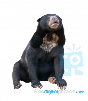 Malayan Sunbear Isolated Stock Photo