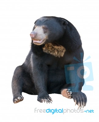 Malayan Sunbear Isolated Stock Photo