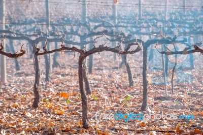 Malbec Grapes Harvested In Late Autumn, Mendoza, Argentina Stock Photo