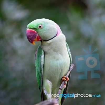 Male Alexandrine Parakeet Stock Photo