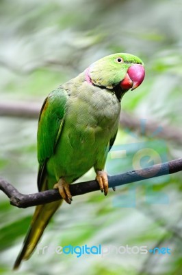 Male Alexandrine Parakeet Stock Photo