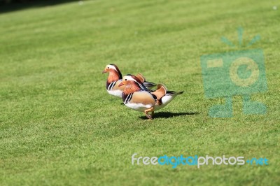 Male And Female Mandarin Duck Taking A Stroll Stock Photo