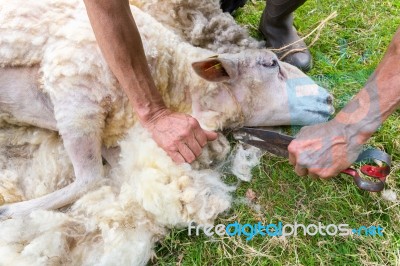 Male Arms Sheaving Wool From Sheep With Scissors Stock Photo