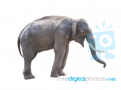 Male Asia Elephent Isolated Stock Photo