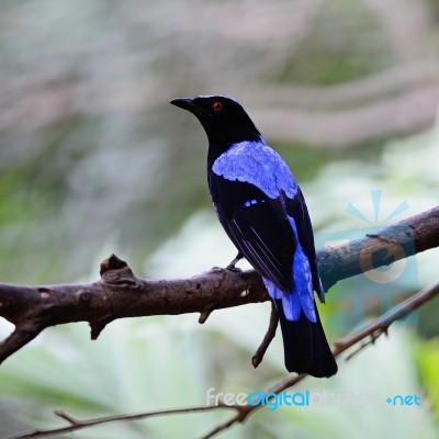 Male Asian Fairy Bluebird Stock Photo